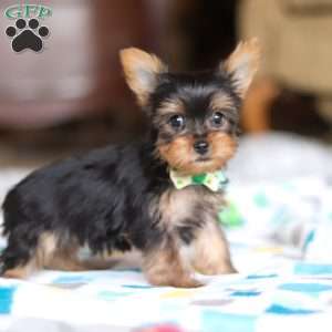 Dylan, Yorkie Puppy